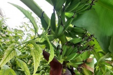 شگفتانه به بار نشستن درختان موز در گیلانغرب!+عکس