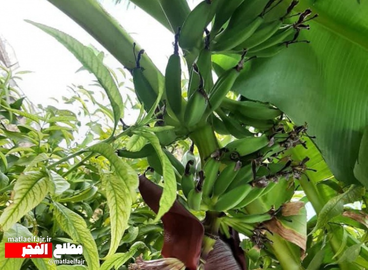 شگفتانه به بار نشستن درختان موز در گیلانغرب!+عکس