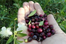 نفس درختچه‌های مورت گیلانغرب به‌ شمارش افتاد