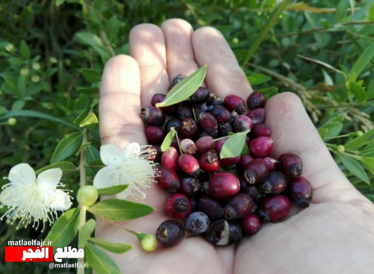 نفس درختچه‌های مورت گیلانغرب به‌ شمارش افتاد