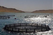 پرورش "ماهی در قفس" پتانسیل بالقوه اشتغال در گیلانغرب