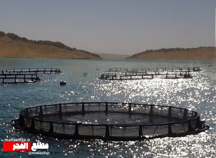 پرورش "ماهی در قفس" پتانسیل بالقوه اشتغال در گیلانغرب