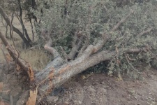 تیغ فنا بر پیکره درختان بلوط گیلانغرب به بهانه توسعه+عکس