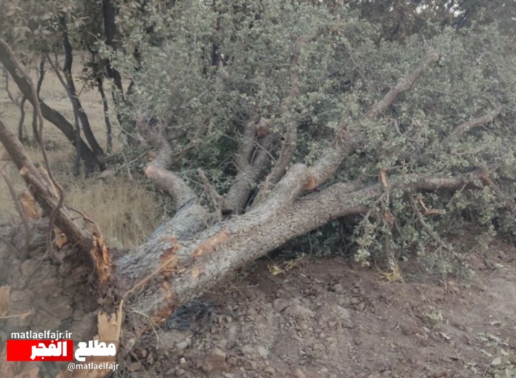 تیغ فنا بر پیکره درختان بلوط گیلانغرب به بهانه توسعه+عکس