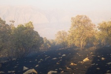 آتش در جنگل‌های گیلان‌غرب خاموش شد؛ بی‌تدبیری‌ها هنوز زبانه می‌کشد+عکس