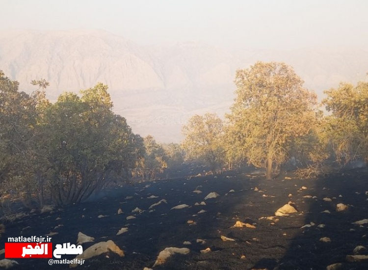 آتش در جنگل‌های گیلان‌غرب خاموش شد؛ بی‌تدبیری‌ها هنوز زبانه می‌کشد+عکس