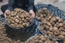 قارچ دنبلان؛ طلای پنهان خاک، ضیافت پروتئین و اکسیر تنظیم قند خون+عکس