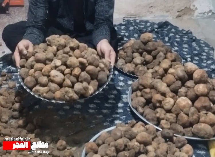 قارچ دنبلان؛ طلای پنهان خاک، ضیافت پروتئین و اکسیر تنظیم قند خون+عکس