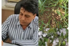خسارت ۱۰۰ میلیارد ریالی به مزارع گیلان‌غرب بر اثر تگرگ و بارندگی شدید  ‌