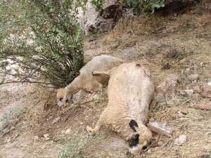 حمله مرگبار خرس قهوه‌ای به دامداران گیلانغرب+عکس