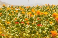 "طلای سرخِ رنگ غذا" برای نخستین بار در کله‌جوب اسفندیاری کاشته شد+عکس