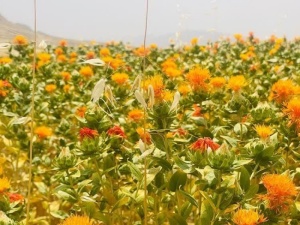"طلای سرخِ رنگ غذا" برای نخستین بار در کله‌جوب اسفندیاری کاشته شد+عکس