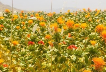 "طلای سرخِ رنگ غذا" برای نخستین بار در کله‌جوب اسفندیاری کاشته شد+عکس