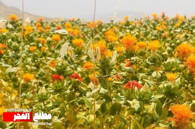 "طلای سرخِ رنگ غذا" برای نخستین بار در کله‌جوب اسفندیاری کاشته شد+عکس