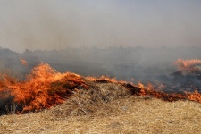 آتش 27 هکتار از مزارع گندم  و پسچر،گیلانغرب را به کام خود برد