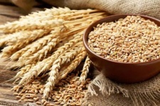 قیمت خرید تضمینی گندم تعیین شد
