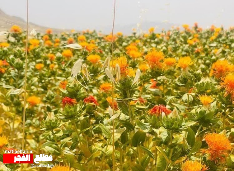 "طلای سرخِ رنگ غذا" برای نخستین بار در کله‌جوب اسفندیاری کاشته شد+عکس