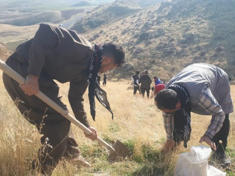 پویش جنگلانه نویدبخش رویش بلوط در جنگل‌های زاگرس