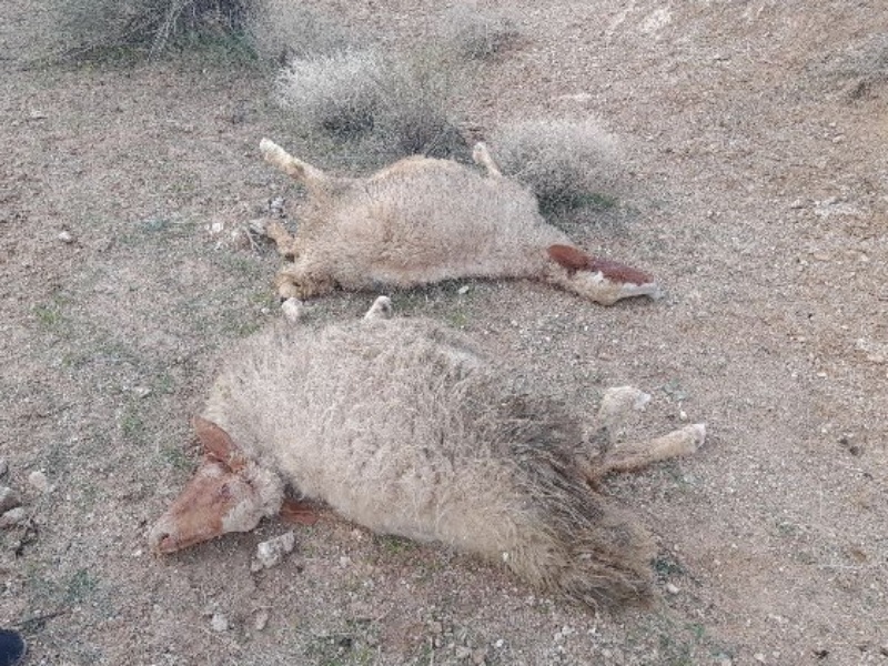 گرگ حریص، گله گوسفندان را در تخت خان درید!