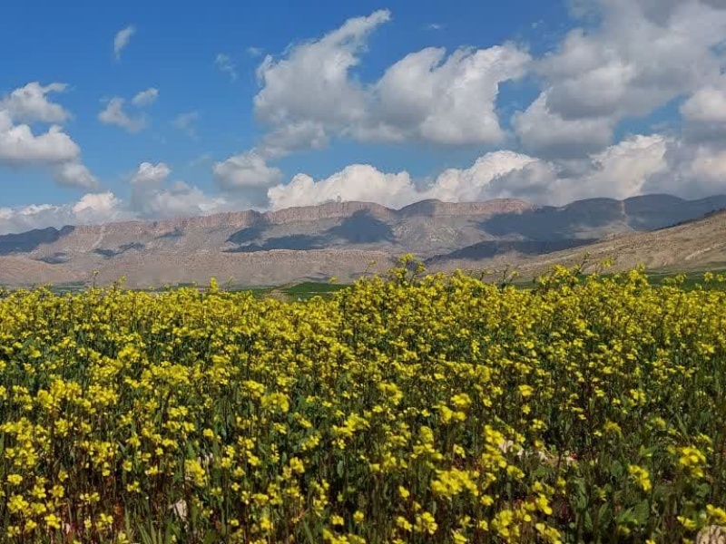 نوید بهاری  در گیلانغرب