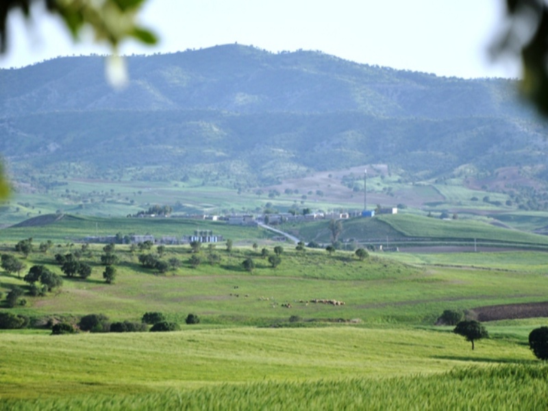 تابلوی رنگین بهاری در طبیعت شهرستان گیلانغرب+ عکس