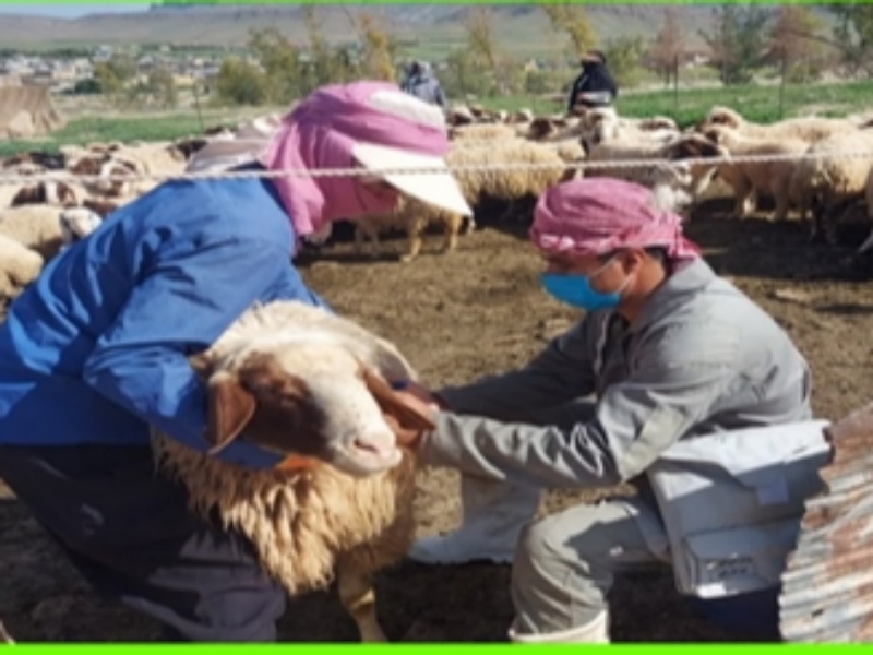 خدمات دامپزشکی در راستای خدمت رسانی به مناطق محروم گیلانغرب