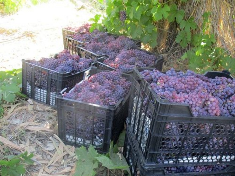 برداشت انگور یاقوتی در سطح ۳۶۰ هکتار از تاکستان‌های بارور  شهرستان  گیلانغرب