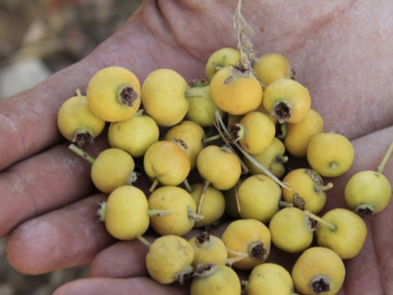 زالزالک وخواص جادویی آن درمقابله با بیماری‌های قلبی+عکس