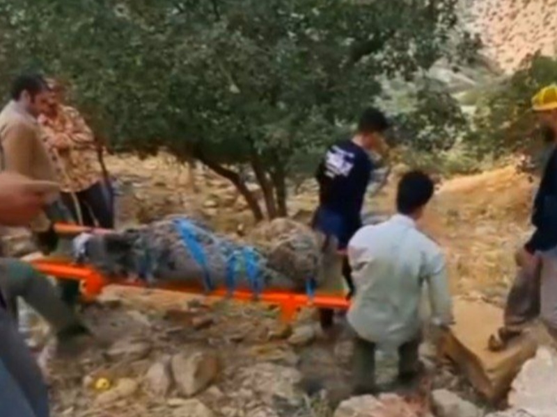 شلیک به قلب حیات وحش/ساچمه های داغ سربی جان خرس قهوه ای راگرفت+عکس