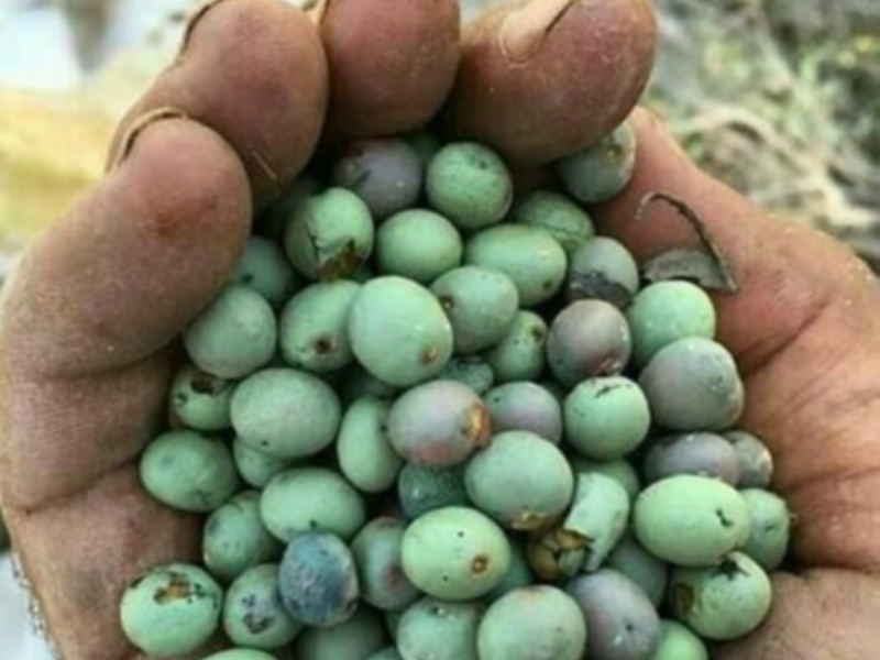 "گونوشک"؛خوشمزه سرسخت زاگرس!