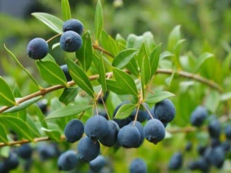 مورد؛ گیاهی درمانگر با زیبایی و مزه ای فوق العاده+تصاویر