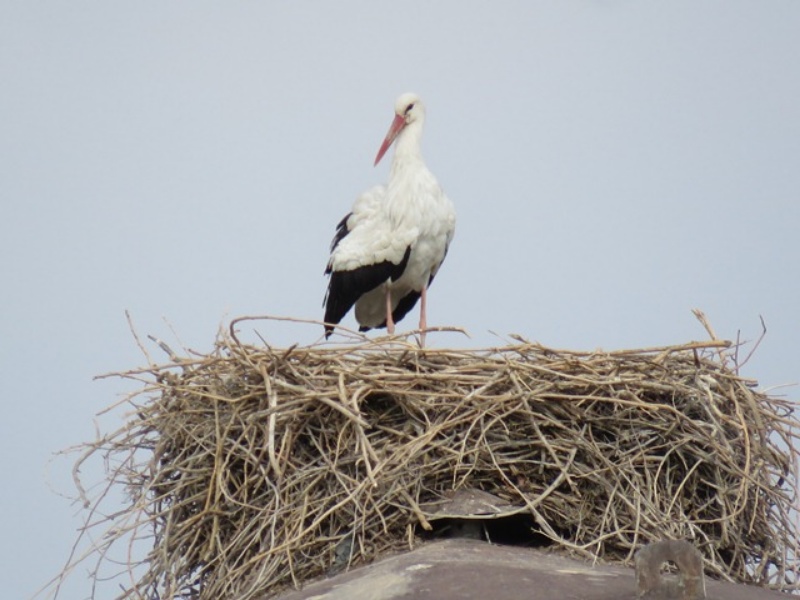 حاجی لق لق “هایی که دل از خاک گیلانغرب نمیبرند