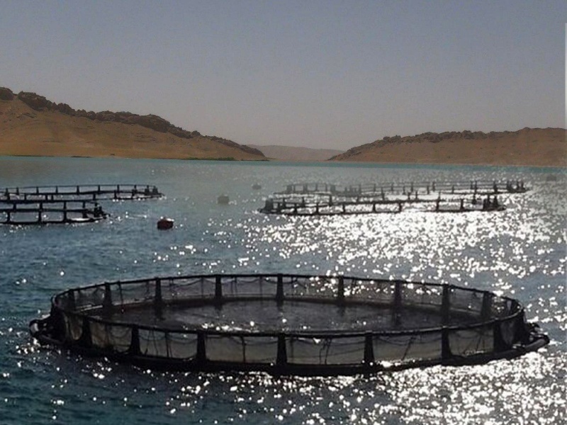 پرورش "ماهی در قفس" پتانسیل بالقوه اشتغال در گیلانغرب پرورش "ماهی در قفس" پتانسیل بالقوه اشتغال در گیلانغرب