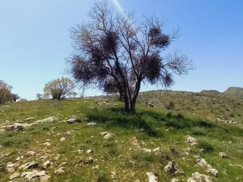 «لورانتوس»؛ کابوس شوم بلوط در گیلانغرب
