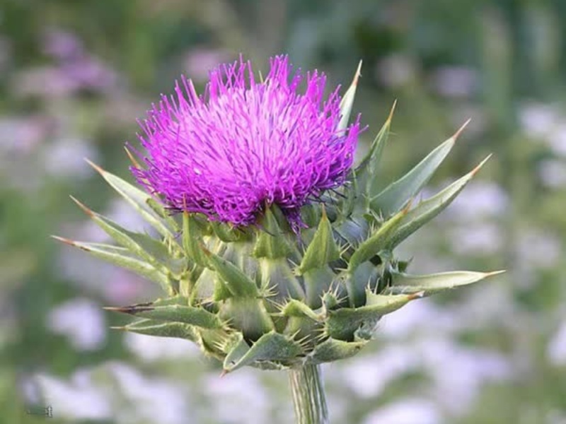 «کرکول»؛خارپشت پرخاصیت!