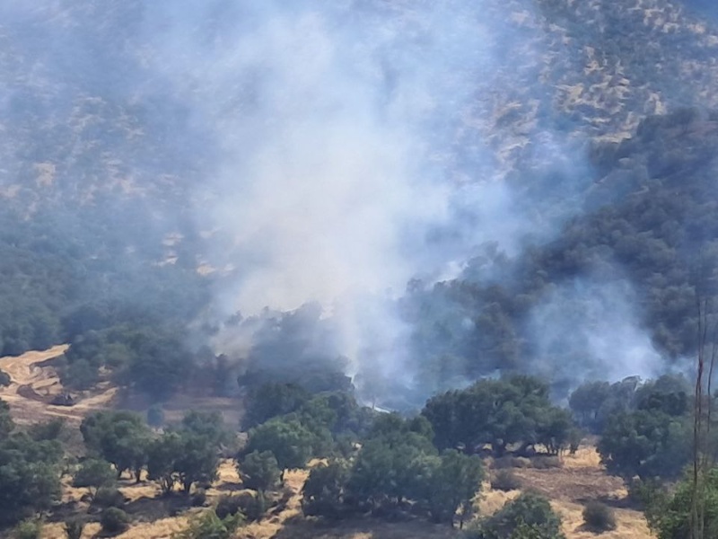 آتش تنها زیستگاه خرس قهوهای در گیلان غرب را بلعید+عکس آتش تنها زیستگاه خرس قهوهای در گیلان غرب را بلعید+عکس