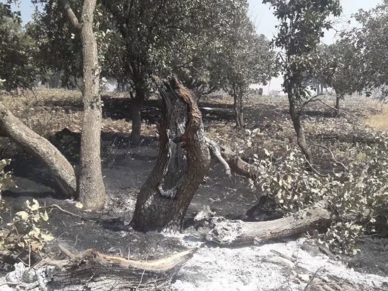 باز هم آتش در گیلانغرب+عکس