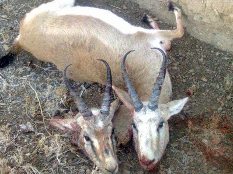 شکار غیر مجاز؛کابوس حیات وحش در گیلانغرب /شکارچیان در دام قانون شکار غیر مجاز؛کابوس حیات وحش در گیلانغرب /شکارچیان در دام قانون