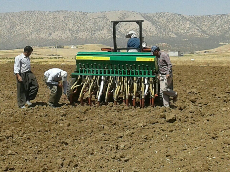 کشت 350هکتاری  چغندر پاییزه در اراضی آبی گیلانغرب