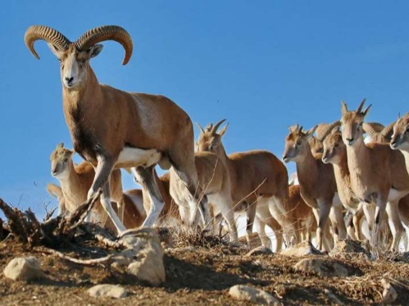 ضرورت توجه به حیات وحش  و محافظ از اکوسیستمها درگیلانغرب