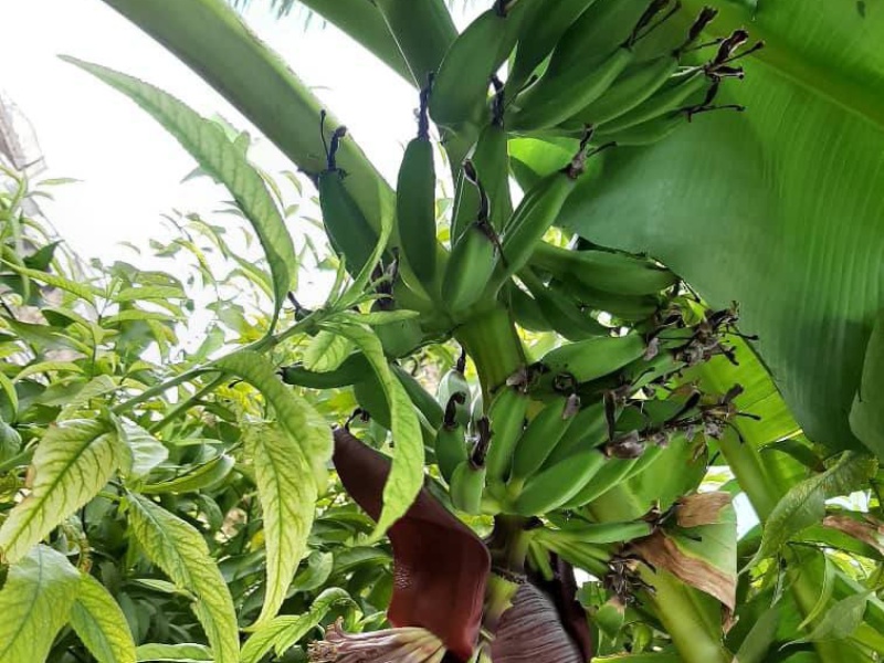 شگفتانه به بار نشستن درختان موز در گیلانغرب!+عکس شگفتانه به بار نشستن درختان موز در گیلانغرب!+عکس