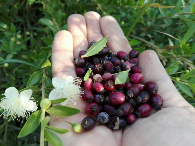 نفس درختچههای مورت گیلانغرب به شمارش افتاد نفس درختچههای مورت گیلانغرب به شمارش افتاد