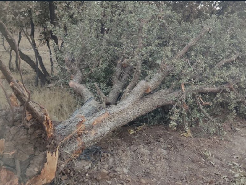 تیغ فنا بر پیکره درختان بلوط گیلانغرب به بهانه توسعه+عکس