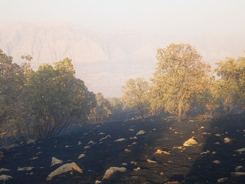 آتش در جنگل‌های گیلان‌غرب خاموش شد؛ بی‌تدبیری‌ها هنوز زبانه می‌کشد+عکس