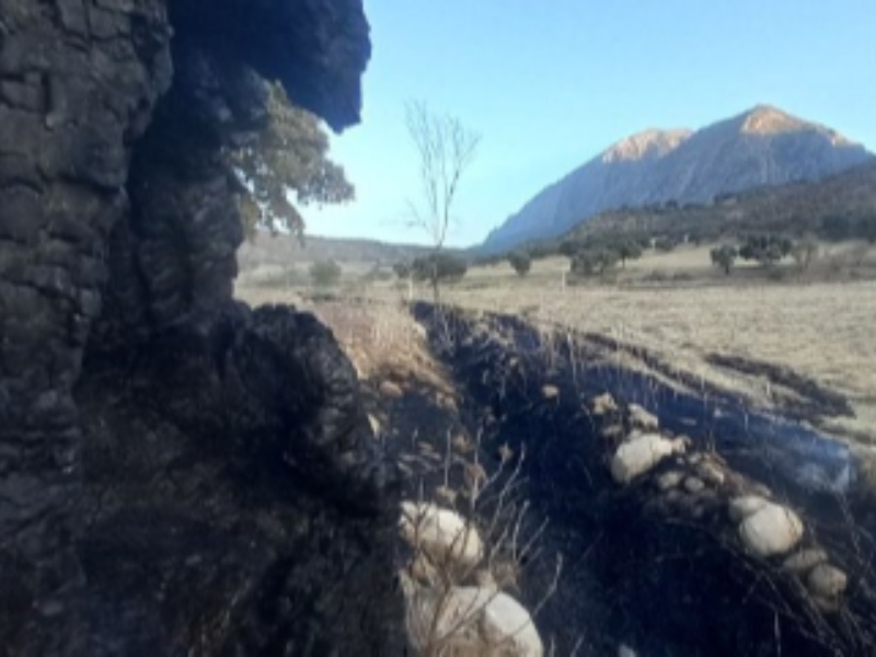 درخواست برای اشد مجازات عاملان آتش‌سوزی عمدی در کل کش+عکس