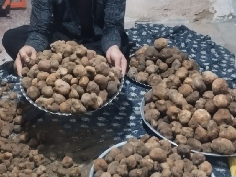 قارچ دنبلان؛ طلای پنهان خاک، ضیافت پروتئین و اکسیر تنظیم قند خون+عکس قارچ دنبلان؛ طلای پنهان خاک، ضیافت پروتئین و اکسیر تنظیم قند خون+عکس