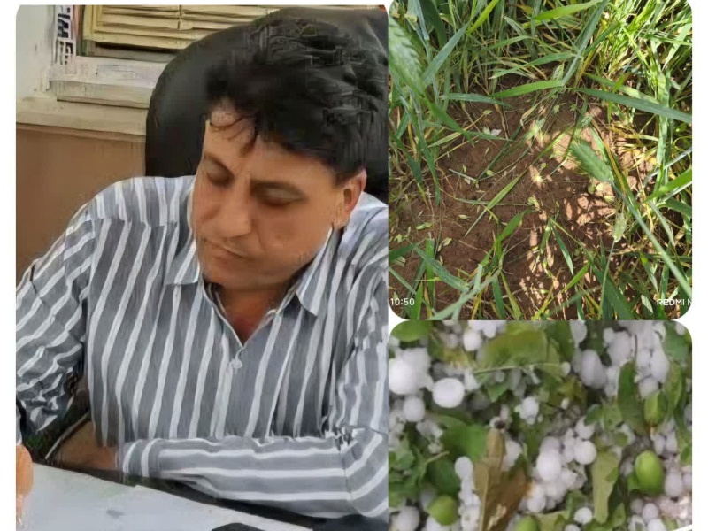 خسارت ۱۰۰ میلیارد ریالی به مزارع گیلانغرب بر اثر تگرگ و بارندگی شدید خسارت ۱۰۰ میلیارد ریالی به مزارع گیلانغرب بر اثر تگرگ و بارندگی شدید 