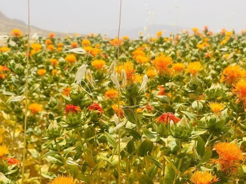 "طلای سرخِ رنگ غذا" برای نخستین بار در کلهجوب اسفندیاری کاشته شد+عکس "طلای سرخِ رنگ غذا" برای نخستین بار در کلهجوب اسفندیاری کاشته شد+عکس